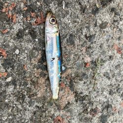 ファミリーフィッシング