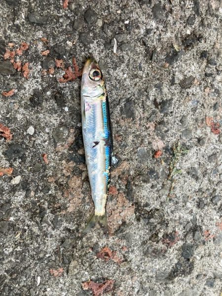 ファミリーフィッシング