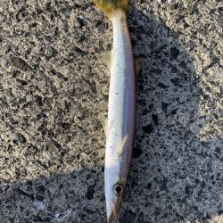 アジングでカマス