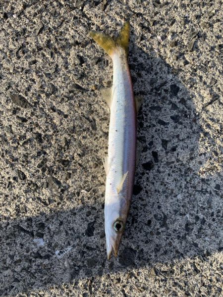 アジングでカマス