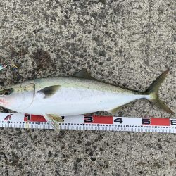 渋いながらも取れました