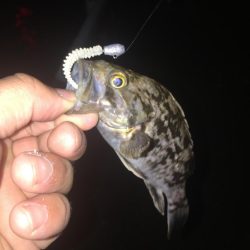 手探りでの海釣り