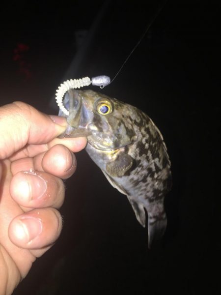 手探りでの海釣り