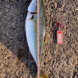 ナブラは終了!?