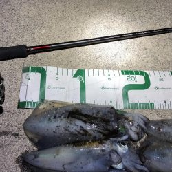 2021 佐渡ヶ島エギング 19回目