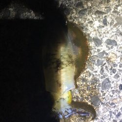 夜は、寒くなってきた