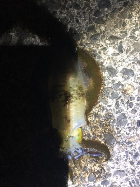 夜は、寒くなってきた