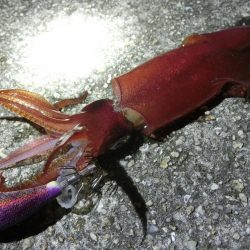 アオリ狙いが剣先に