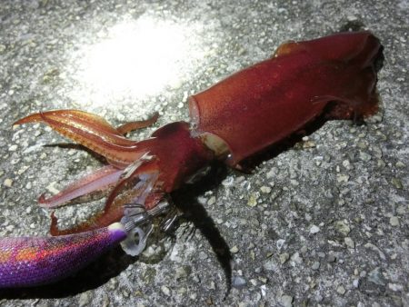 アオリ狙いが剣先に