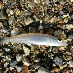 ゆったりとキス釣り