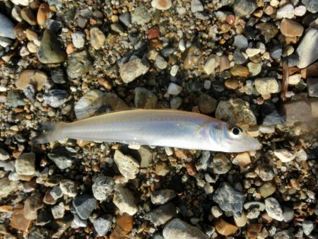 ゆったりとキス釣り