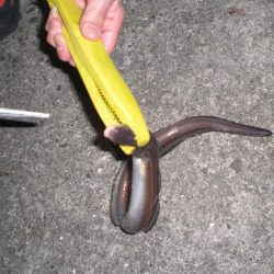 アオリイカ居ない