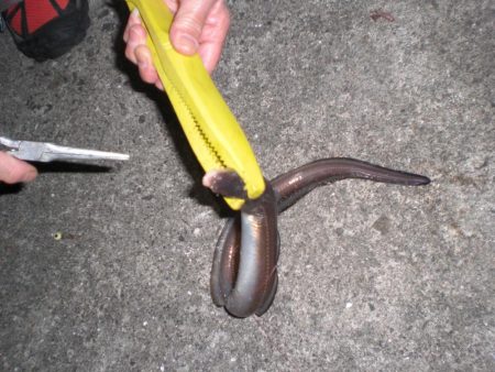 アオリイカ居ない