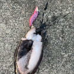 3杯 サイズなかなかあがってきた!