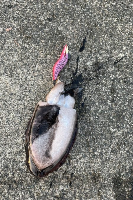 3杯 サイズなかなかあがってきた!