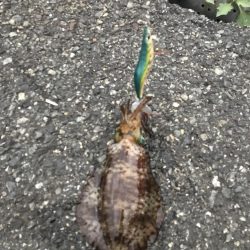 観光目的でしたが…