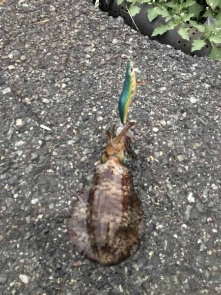 観光目的でしたが…