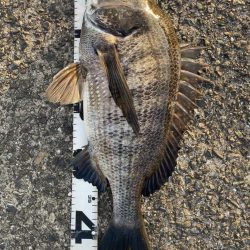 イチノ兄弟、釣果！