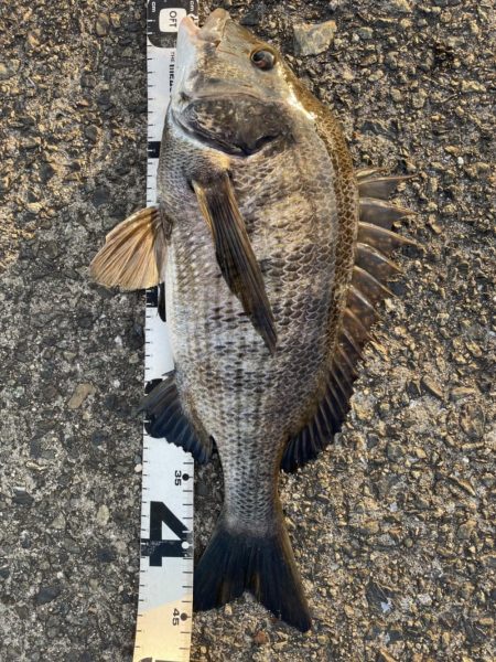 イチノ兄弟、釣果！