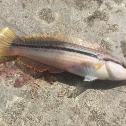 尺寸前トラフグ