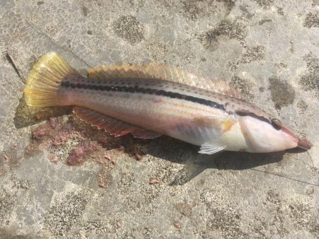 尺寸前トラフグ