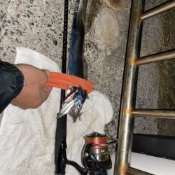 久しぶりの淡路島タチウオ