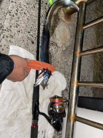 久しぶりの淡路島タチウオ