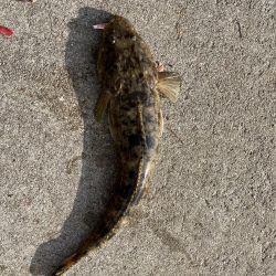 マゴチ好調！！！！