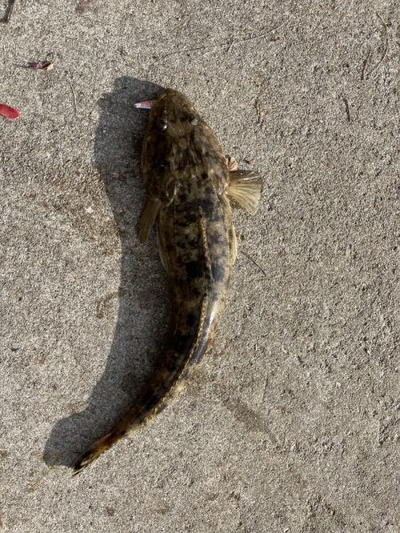 マゴチ好調！！！！