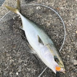 トップウォーター