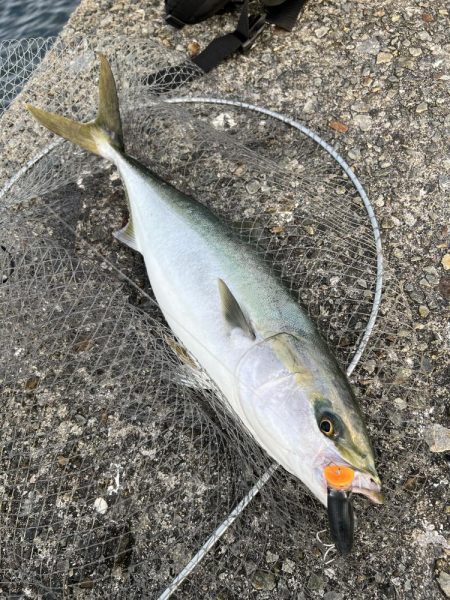 トップウォーター