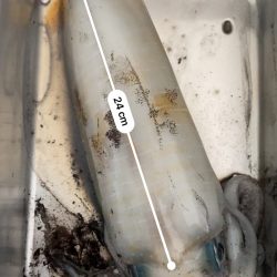 今シーズン最高