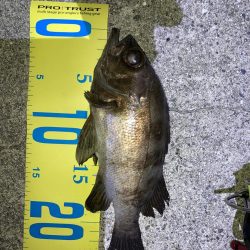 明石でメバリング