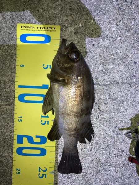 明石でメバリング