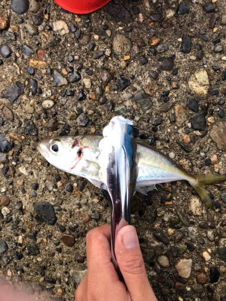 アジング釣行