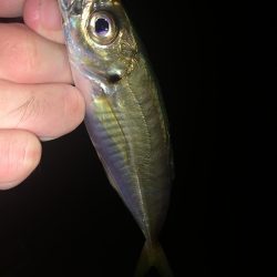 久々のライトゲーム