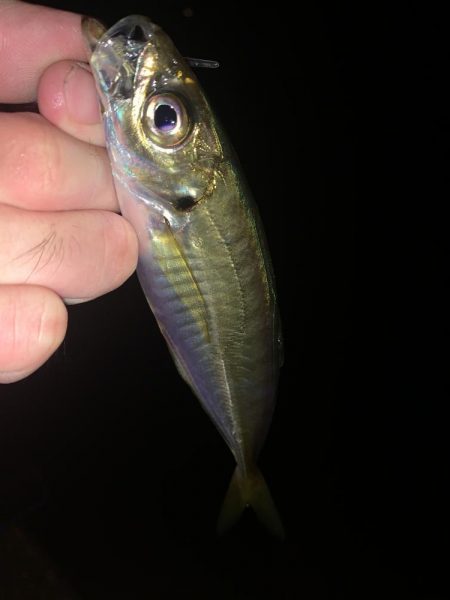 久々のライトゲーム