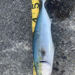 淡路島釣行 連敗脱出メジロ 61センチGET