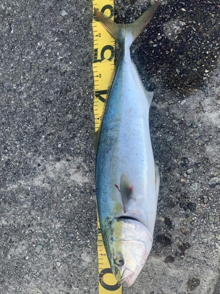 淡路島釣行　連敗脱出メジロ　61センチGE…