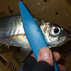 試しに行ってみたら