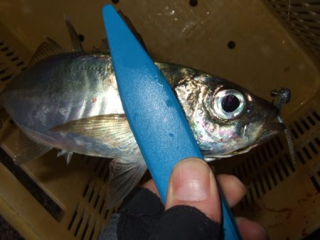 試しに行ってみたら