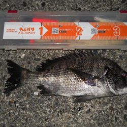 チヌとアコウ