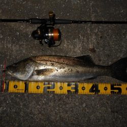 イナッ子は意識していない？