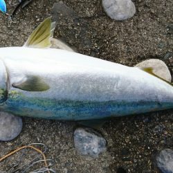 潮目狙い的中！自己最長メジロ70cm!