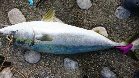 潮目狙い的中！自己最長メジロ70cm!