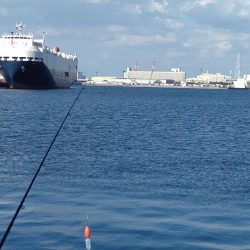 さよりの天ぷらが食べたくて！