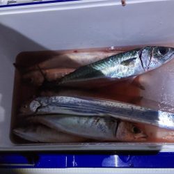 大サバまだまだ爆釣