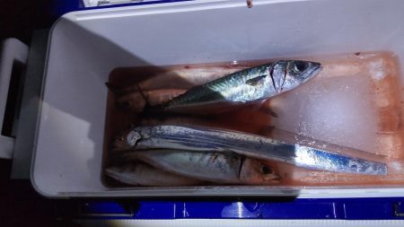 大サバまだまだ爆釣