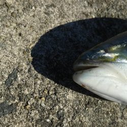 満員御礼で激渋