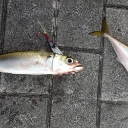 太刀魚何処いった？